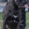 Cane Corso puppies photo 9