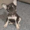 French bulldog  puppies photo 2