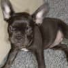 French bulldog  puppies photo 3