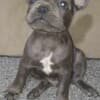 French bulldog  puppies photo 4