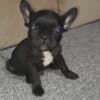 French bulldog  puppies photo 5