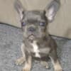 French bulldog  puppies photo 6