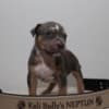 American bully XL photo 2