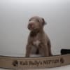 American bully XL photo 3