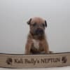 American bully XL photo 4