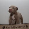 American bully XL photo 5