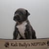 American bully XL photo 6