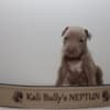 American bully XL photo 7
