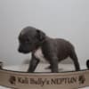 American bully XL photo 8