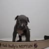 American bully XL photo 9