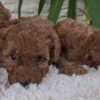 Red Toy poodle puppies for sale photo 1