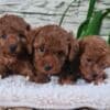 Red Toy poodle puppies for sale photo 2