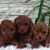 Red Toy poodle puppies for sale photo 3