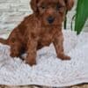 Red Toy poodle puppies for sale photo 4