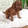 Red Toy poodle puppies for sale photo 5