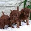 Red Toy poodle puppies for sale photo 6
