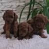 Red Toy poodle puppies for sale photo 7