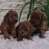 Red Toy poodle puppies for sale photo 8