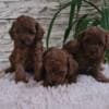 Red Toy poodle puppies for sale photo 9