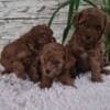 Red Toy poodle puppies for sale photo 10