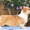 Welsh Corgi Pembroke puppies for sale photo 1
