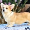 Welsh Corgi Pembroke puppies for sale photo 2