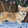 Welsh Corgi Pembroke puppies for sale photo 3