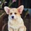 Welsh Corgi Pembroke puppies for sale photo 4