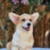 Welsh Corgi Pembroke puppies for sale photo 5