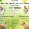 Welsh Corgi Pembroke puppies for sale photo 6