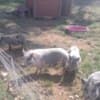 3 Pot Belly Pigs & 4 Sheep in need of a new home photo 1