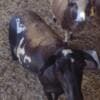 3 Pot Belly Pigs & 4 Sheep in need of a new home photo 2