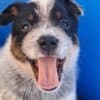 Australian Cattle Dog  puppies photo 3