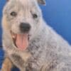 Australian Cattle Dog  puppies photo 4