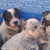 Australian Cattle Dog  puppies photo 6