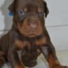 Doberman puppies photo 1