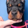 Doberman puppies photo 2