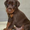 Doberman puppies photo 3