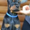 Doberman puppies photo 4