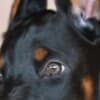 Doberman puppies photo 5