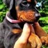 Doberman puppies photo 6