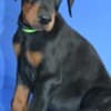 Doberman puppies photo 7