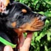 Doberman puppies photo 8