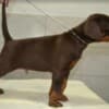 Doberman puppies photo 9