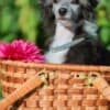 Chinese Crested dog female puppy photo 1