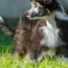 Chinese Crested dog female puppy photo 2