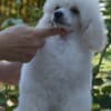 White Miniature Poodle puppies photo 1