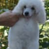 White Miniature Poodle puppies photo 2
