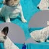 French Bulldog puppies for sale photo 1