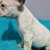 French Bulldog puppies for sale photo 2